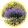 lavandes fleurs